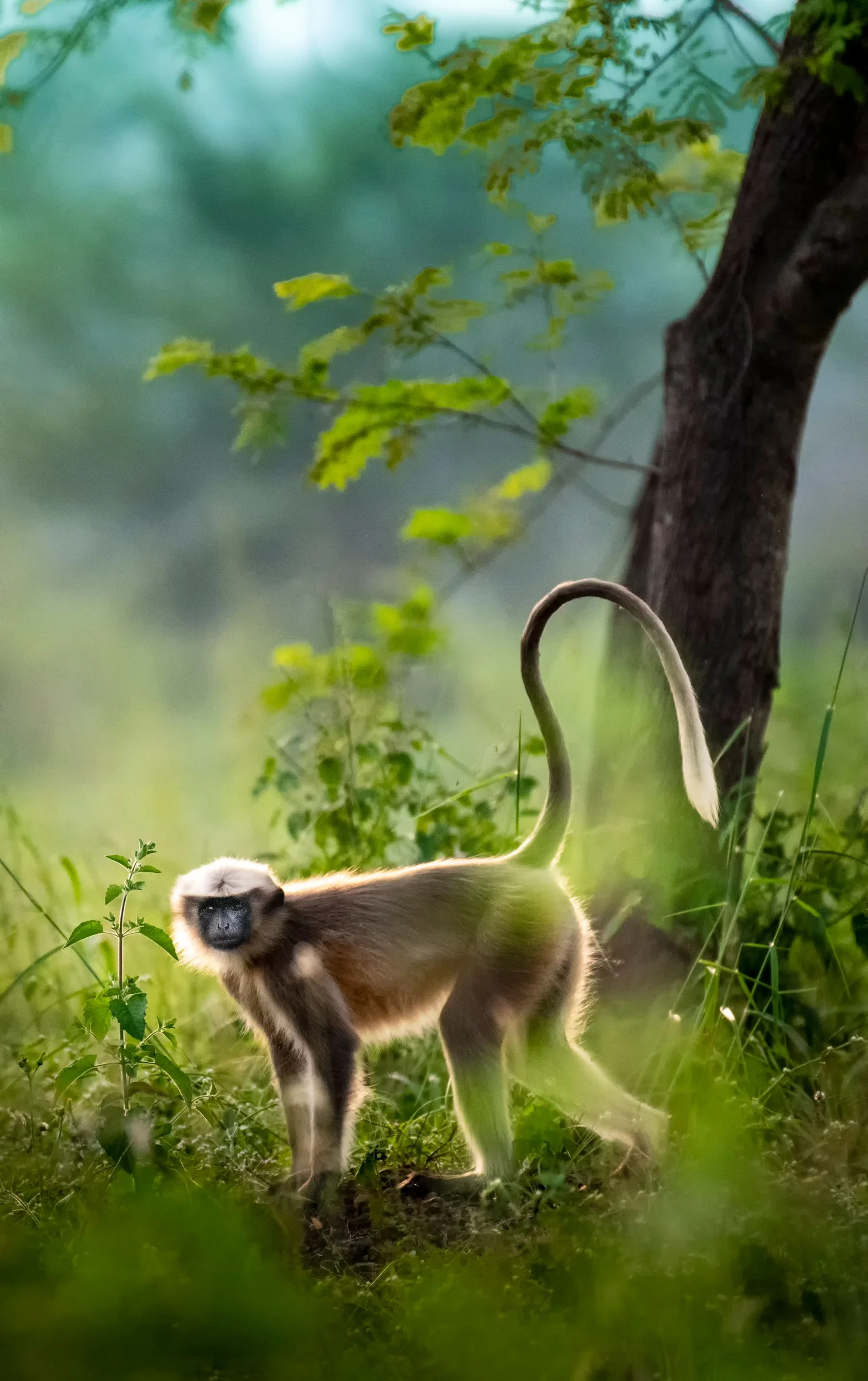 Сірий лангур стоїть на траві біля дерева
